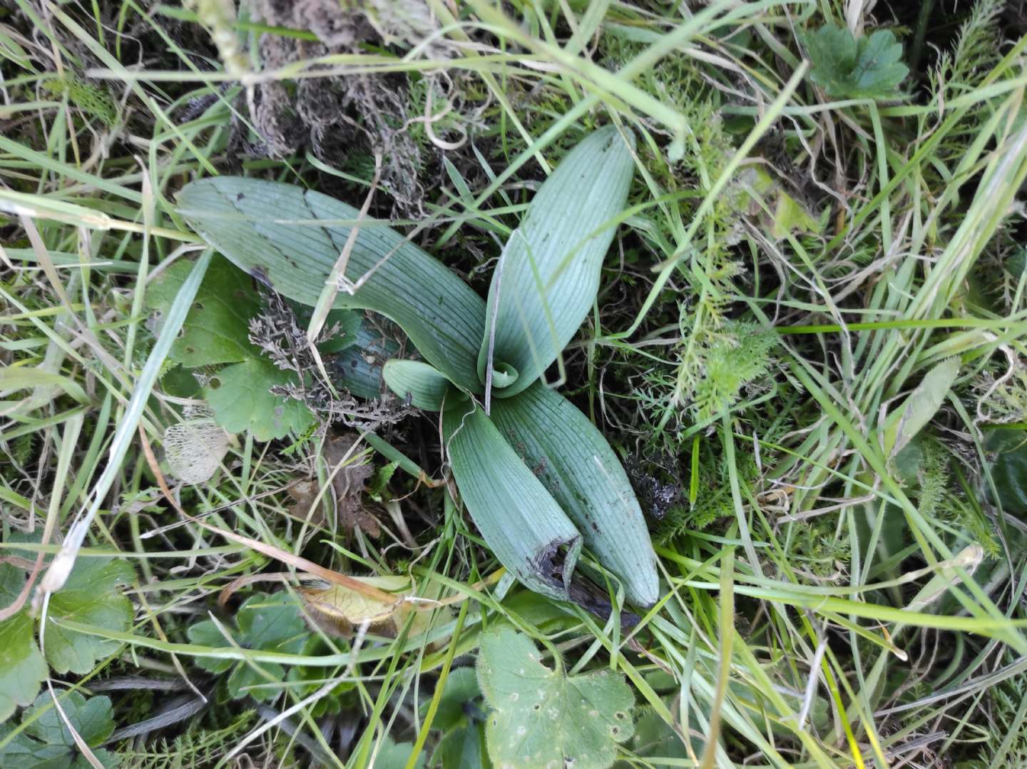 Identificazione rosette basali